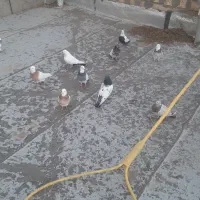 کفتر و طور جوجه پران