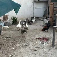 ۳ جفت غاز بالغ و سالم و ی جفت اردک فروش فوری