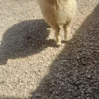 بره نر عربی