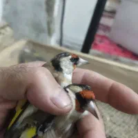 سهره کرمونی وسرسیاه نیم گلی|پرنده|شیراز, شهرک استقلال|دیوار