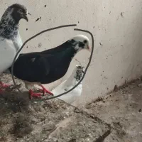 فروش کبوتر شازده|پرنده|نوشهر, |دیوار