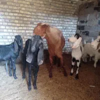 فروش بز وکره پاکستانی