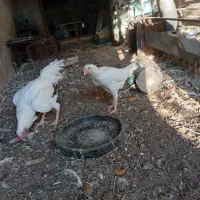 مرغ و خروس لاری|حیوانات مزرعه|آبیک, |دیوار