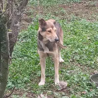 سگ نر گرگی نگهبان|سگ|سنگر, |دیوار