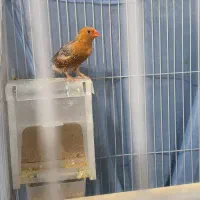 یه جفت فنچ اورنج