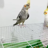 عروس هلندی