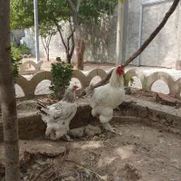مرغ و خروس برهما