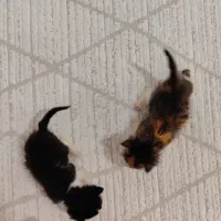 دوتا گربه نر و ماده