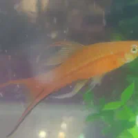 ماهی دم شمشیری و مولی