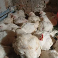 مرغ گوشتی