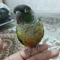 طوطی گرینچیک سالم و دستی