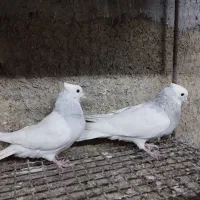 طوقی آبی بدون غلط|پرنده|اصفهان, نصرآباد|دیوار