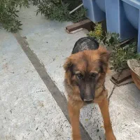 ژرمن آلمانی اصلی اصل