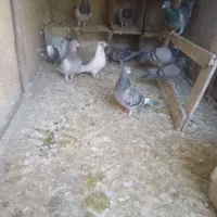 شکار شماره موبایل