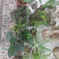 گل هااز۳۰هزارتا۱۵۰هزار