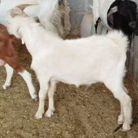 کهره نره|حیوانات مزرعه|برازجان, |دیوار