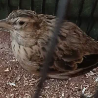 جوجه سهره|پرنده|تهران, اسفندیاری|دیوار