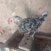 مرغ گلین