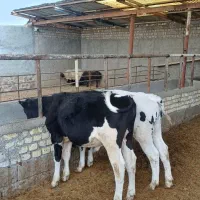 فروش گوساله