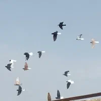 فروش هستن