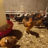 جوجه مرغ گلپایگانی وجهادی ۱تا ۴ماهه