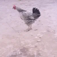 جوجه خروس لاری