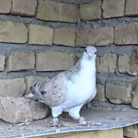 پرنده کبوتر|پرنده|میان جلگه, |دیوار