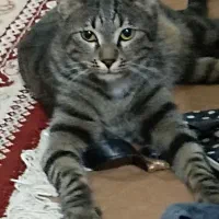 گربه ماده گمشده