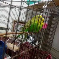 مرغ عشق دستی|پرنده|بردسکن, |دیوار