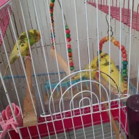 مرغ عشق رام و زیبا|پرنده|رشت, گلزاران|دیوار