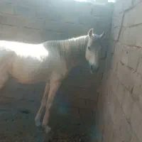 اسب نریون|اسب و تجهیزات اسب‌سواری|نرماشیر, |دیوار