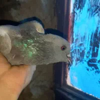 کفتر کوهی . کفتر چاهی