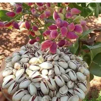 با کیفیت ترین نهال های پسته و فندق و نهال های میوه