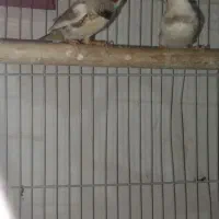 فنچ|پرنده|کلاله, |دیوار