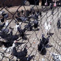 اسب  الاغ مرغ خروس گلین|حیوانات مزرعه|قم, قلعه صدری|دیوار