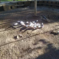 کبوتر|پرنده|خرم‌آباد, |دیوار