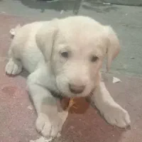 واگذاری رایگان توله دوماهه