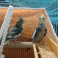 عروس هلندی|پرنده|مشهد, ادیب نیشابوری (شهرک غرب)|دیوار