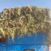 یونجه