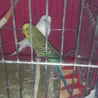 فروش دو عدد مرغ عشق|پرنده|شوش, |دیوار