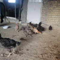 مرغ تخمگذار.|حیوانات مزرعه|شیراز, میانرود|دیوار