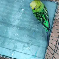 مرغ عشق نر|پرنده|قرچک, میرزائی جنوبی|دیوار