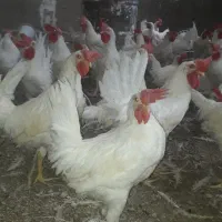 فروش خروس