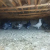 کبوتر فروشی|پرنده|گنبد کاووس, |دیوار