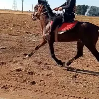 اسب نریون|اسب و تجهیزات اسب‌سواری|نیشابور, خیام|دیوار