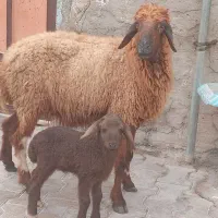 گوسفند و بره