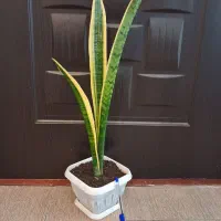 گل سانسوریا دیفن شفلرا قاشقی یوکا گلدان و غیره و|گل و گیاه طبیعی|اسلامآباد غرب, |دیوار