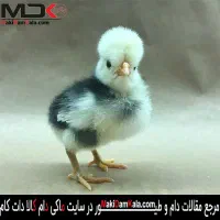 جوجه لهستانی و پولند یک روزه و تخم سبرایت