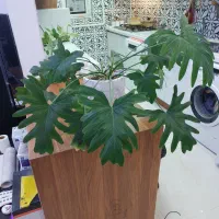 گل برگ انجیری