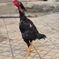 خروس لاری اصیل وارداتی